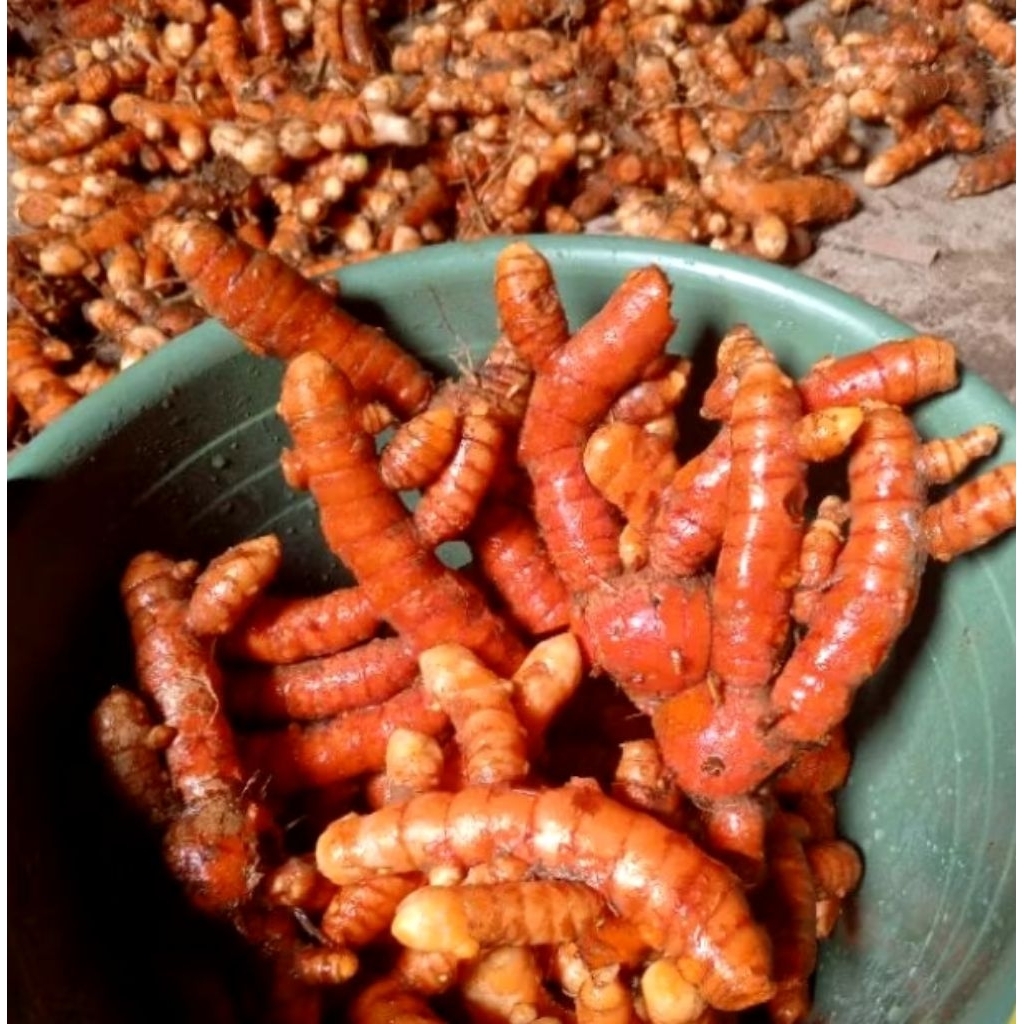 

Kunyit fresh segar di cuci bersih ketika akan di kirim