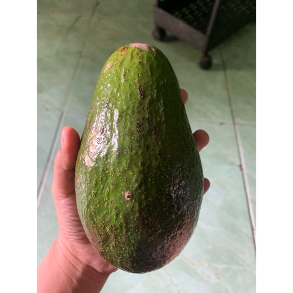 

alpukat mentega super 1kg isi 3-4 buah bergaransi