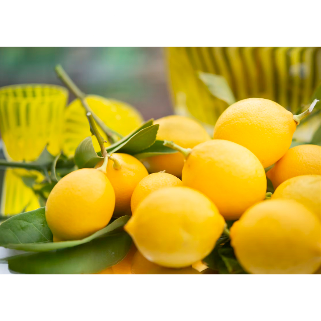 

Biji Benih Buah Jeruk Lemon Import /4 biji
