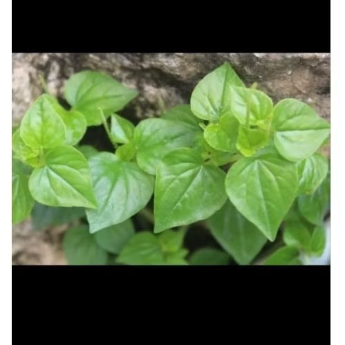 

Daun Sirih Cina Sejuta Manfaat Fress Segar Petik Langsung Kirim 5 batang