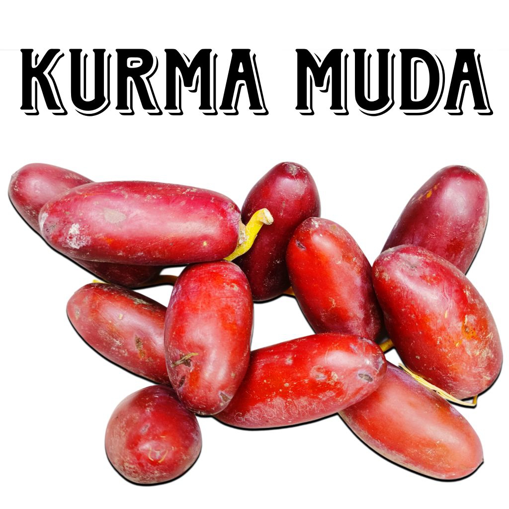 

KURMA MUDA MERAH FRESH FULL DISKON - Kurma Muda Merah Fresh Kurma Muda Segar KurmaMuda Ruthob