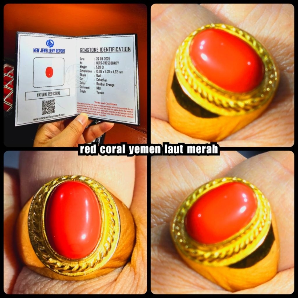 red marjan yemen asli laut merah HQ