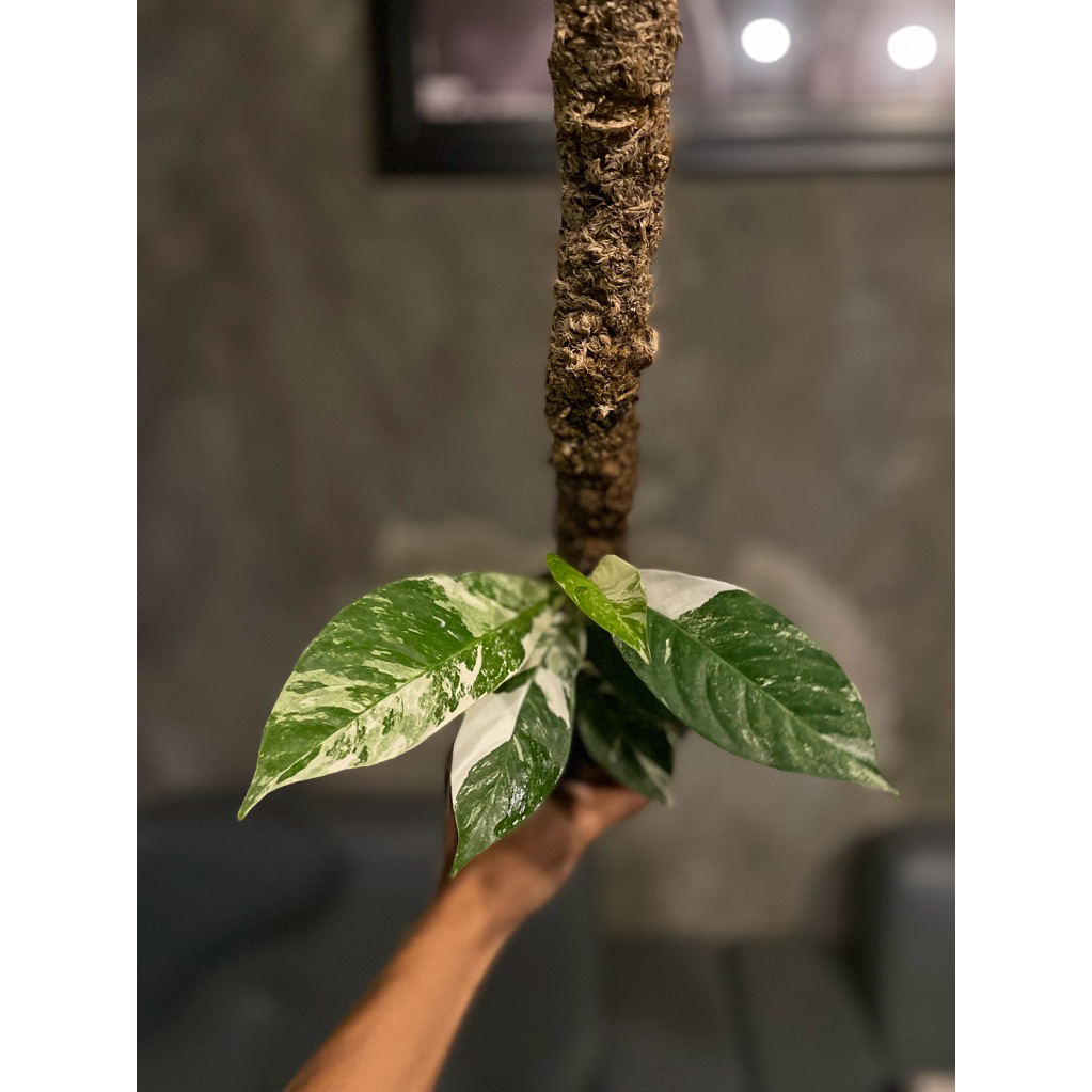 tanaman hias rhaphidophora foraminifera variegata albo putih