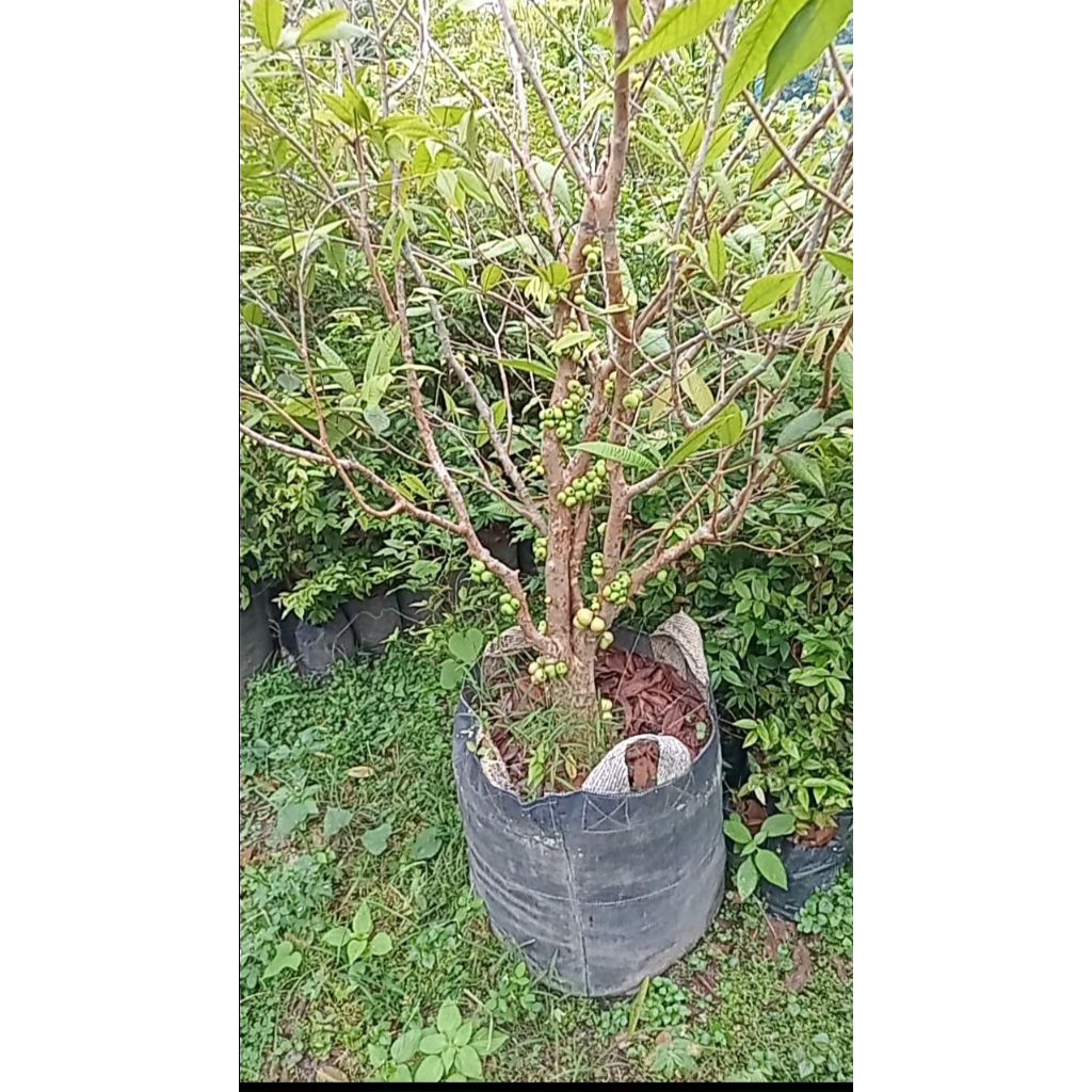 bibit jabotijaba putih atau jaboticaba, white jabotijaba