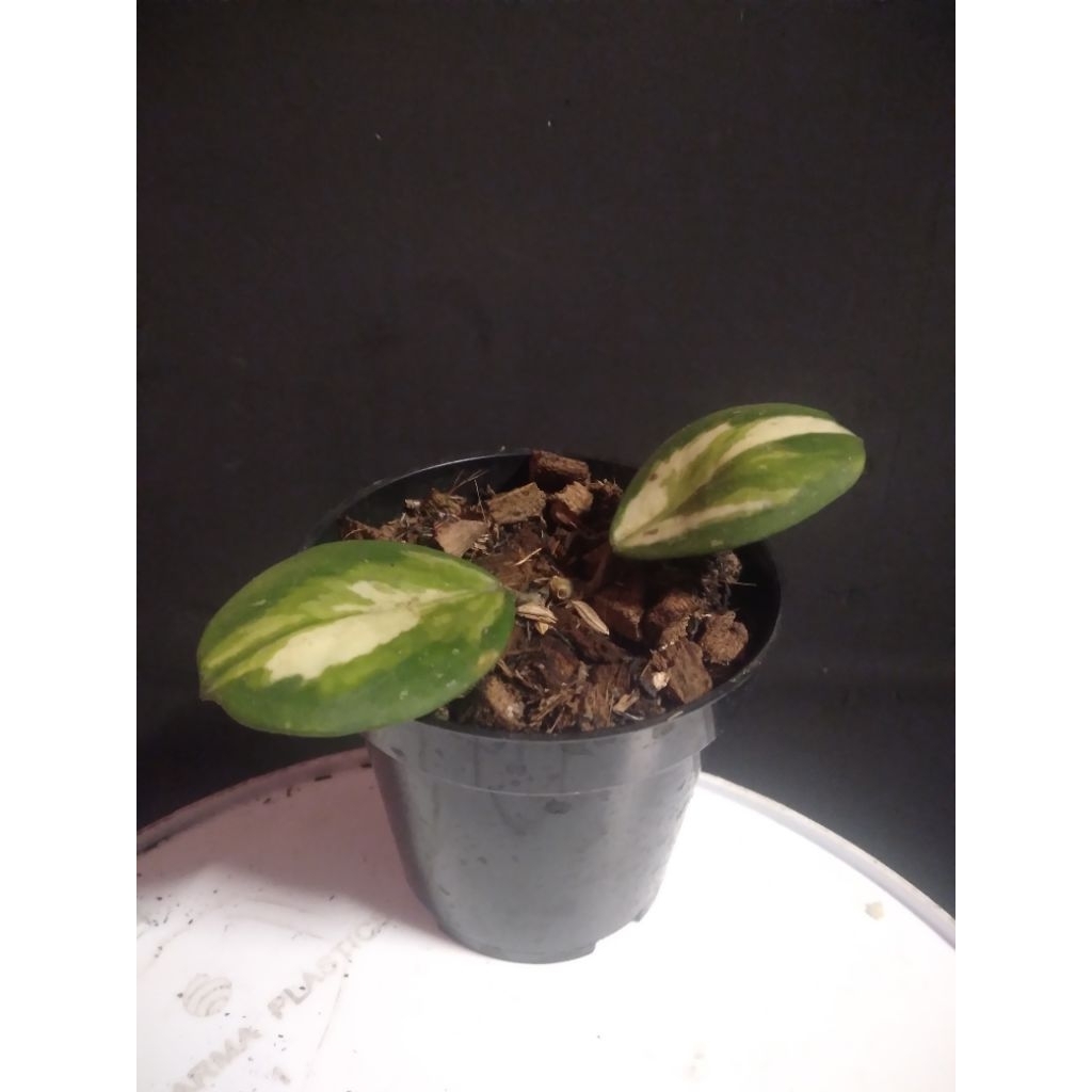 hoya obovata variegata #hoya #hoyaplant #tanamanhias