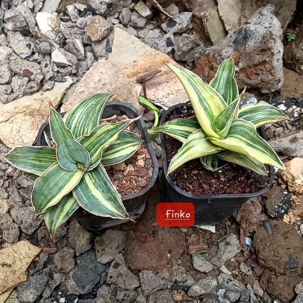 paket variegata, sansevieria kimayo variegata & sansevieria blue leaf variegata