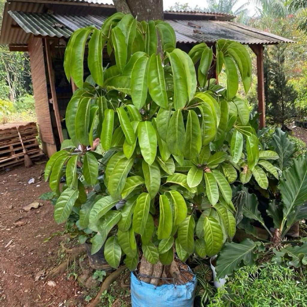 Tanama Hias bonsai Walisongo/ pohon bonsai Walisongo/ bonsai Walisongo