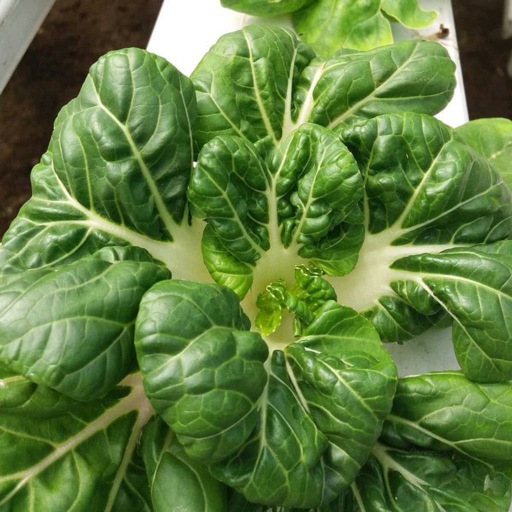 Benih Sawi Nai Bai Pakcoy Nai Bai Bibit Benih Biji Pak Choy Nai Bai Kubis Susu Aneka Macam Benih Ser