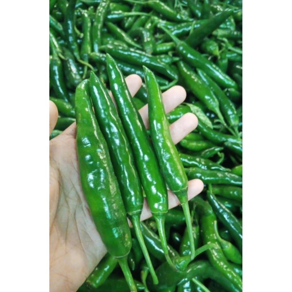 

Cabe Cabai Ijo Hijau Gede Besar 500gr 1kg