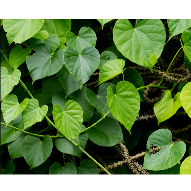 Daun Brotowali Segar/ Daun Brotowali Segar Alami