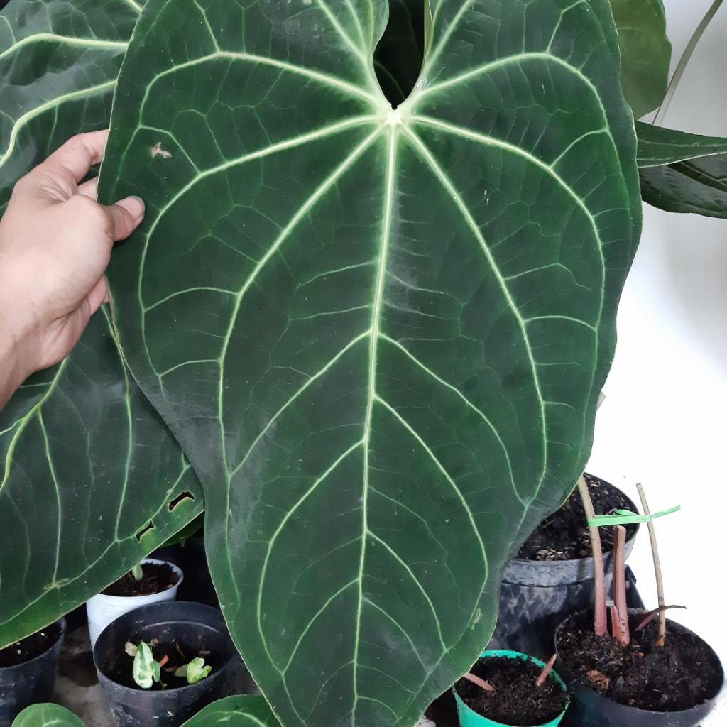 anthurium kuping gajah verde jumbo