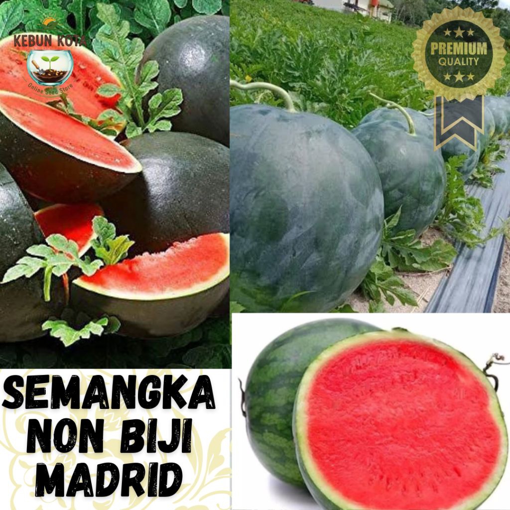 KEBUN KOTA]-Bibit Benih Tumbuhan "SEMANGKA NON  BIJI MADRID"