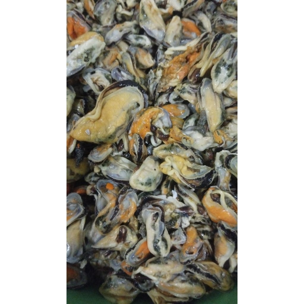

kerang kupang