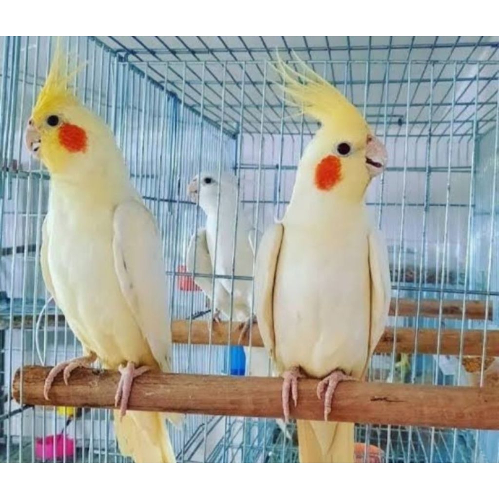 burung falk Australi lutino mata merah