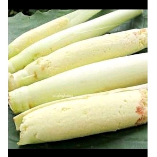 

Bisa COD trubuk sayur satu ikat segar langsung dipetik dari tangkainya