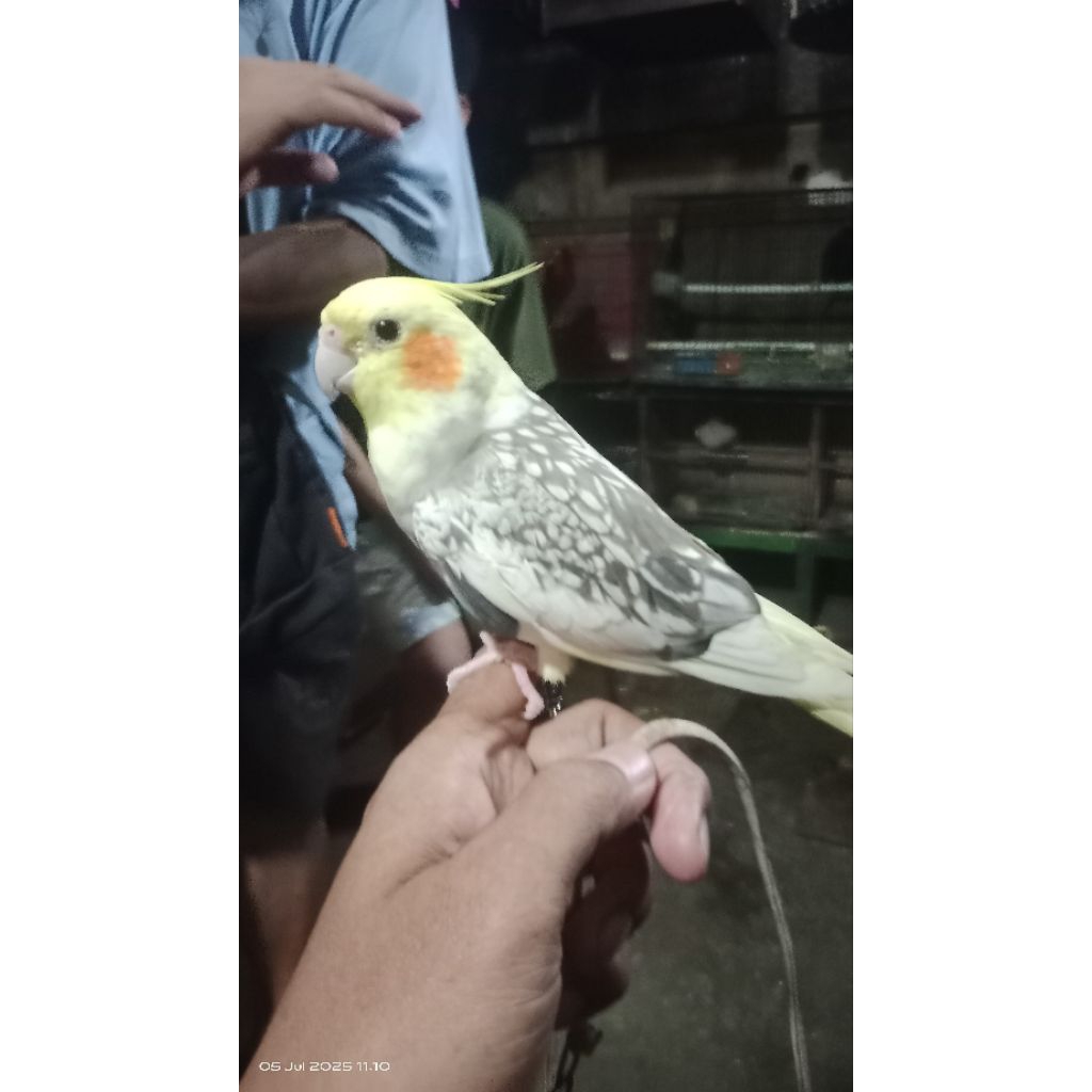 burung falk Australi jinak