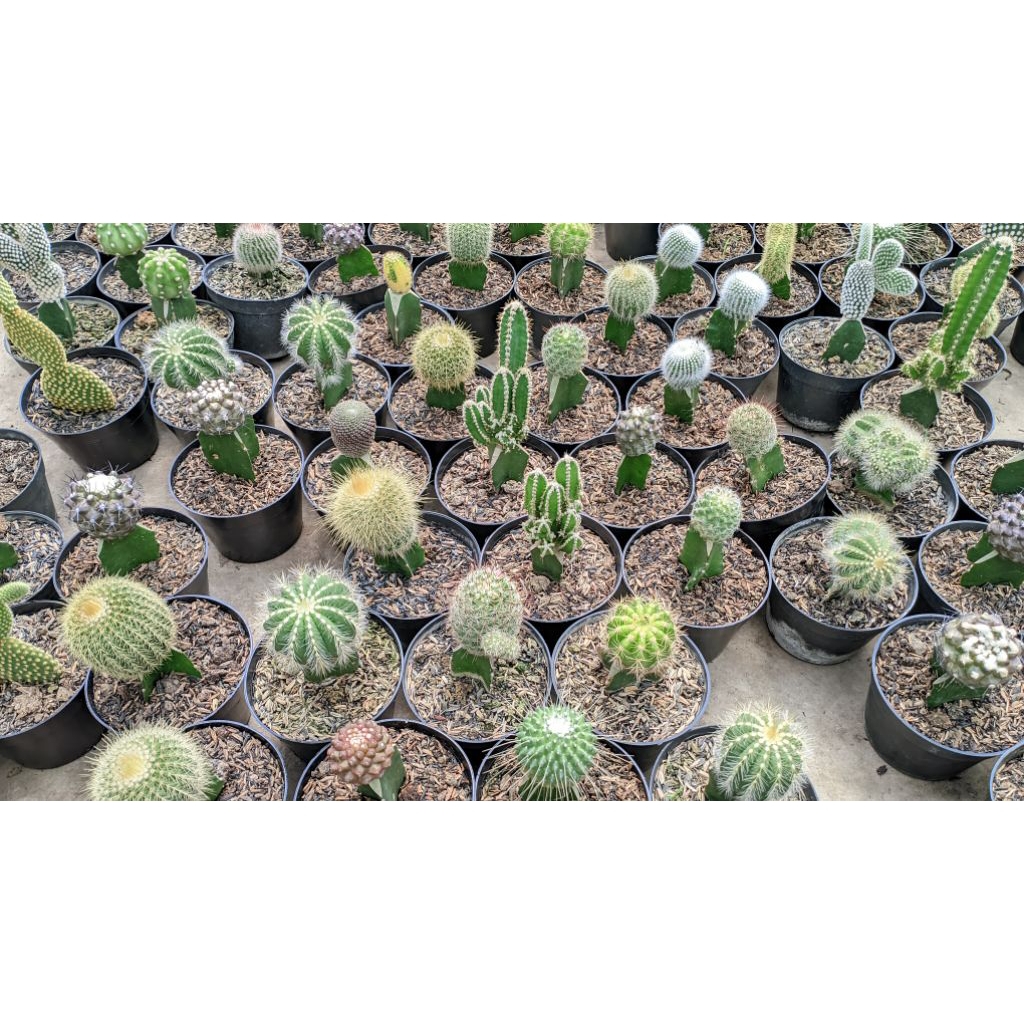 KAKTUS GRAFTING BERBAGAI JENIS