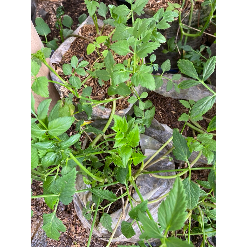 Tanaman lalapan Tespong/seladren