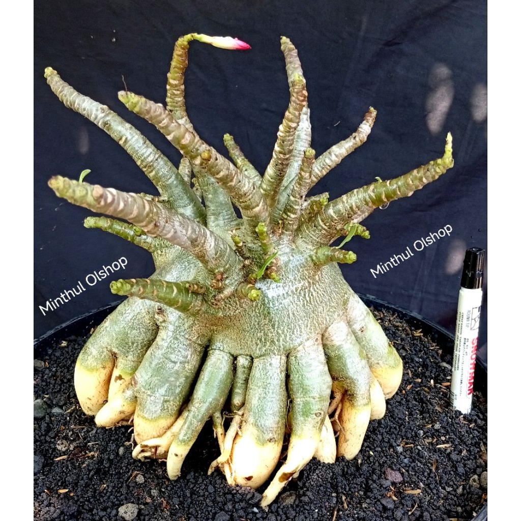 Adenium arabicum karakter Godji ori sesuai foto