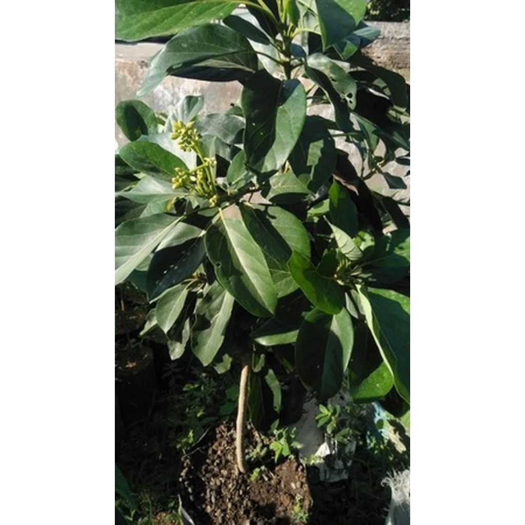 Bibit Alpukat Subang Kelud Siap Berbunga Hasil Okulasi