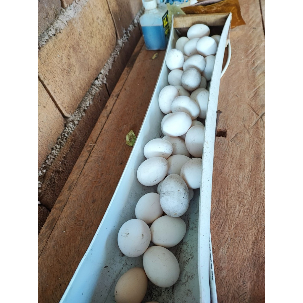 Telur Fertil White Leghorn