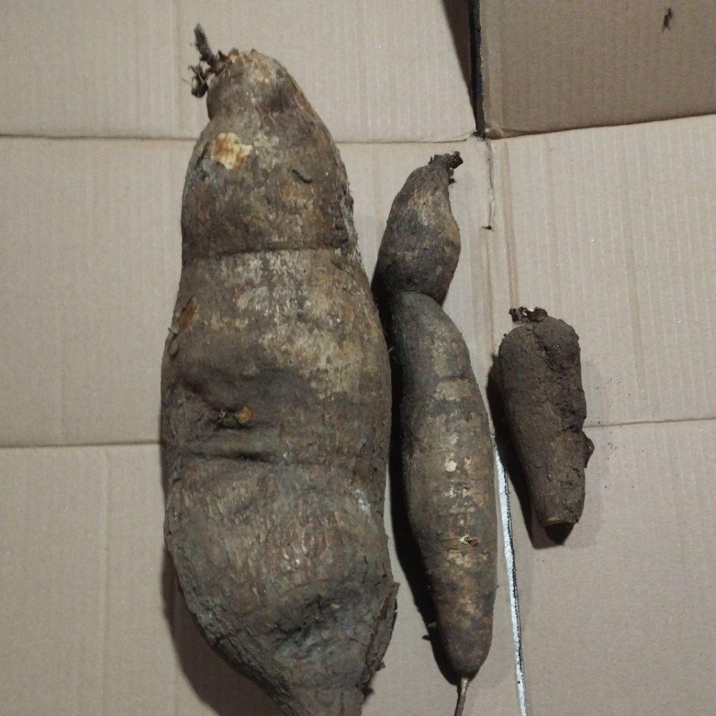 singkong racun sapi kuru