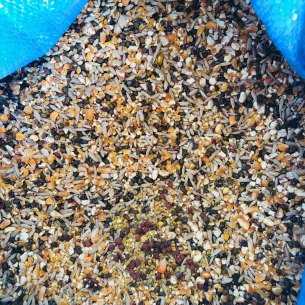 JAGUNG CAMPUR KOMPLIT KARUNGAN 25 KG
- JAGUNG CAMPUR 1 KARUNG