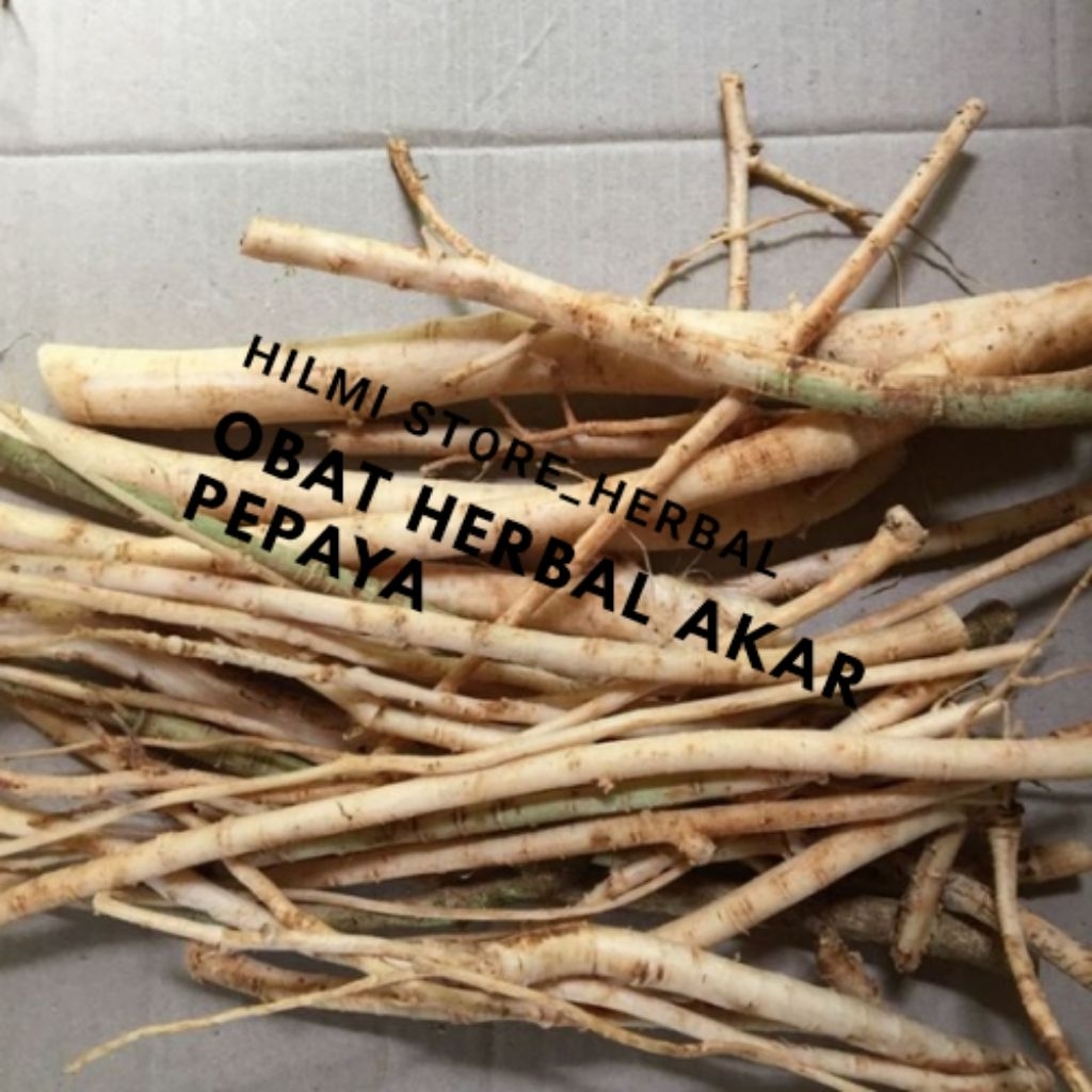 

akar pepaya jantan segar obat herbal alami 500 gram