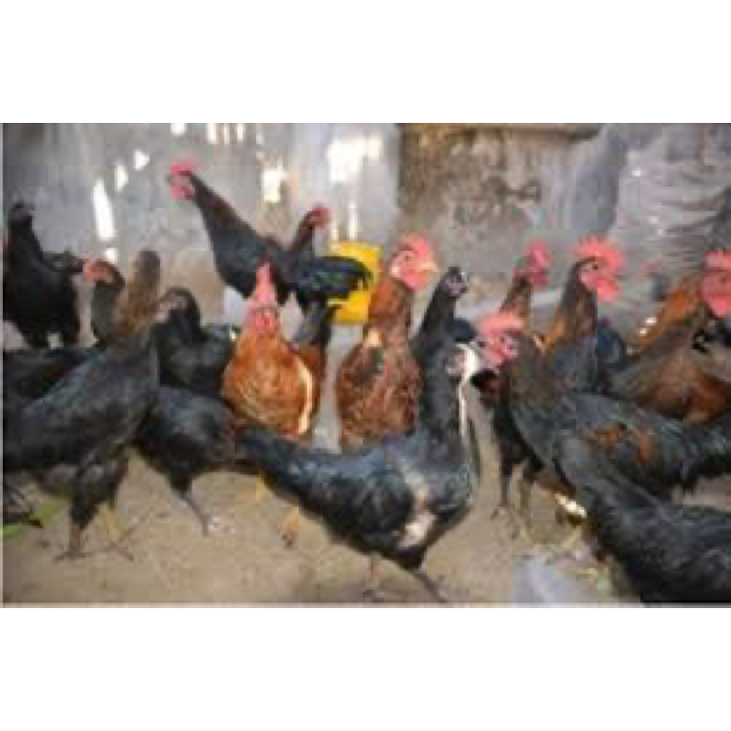 TELUR FERTIL AYAM KUB UNTUK DITETASKAN