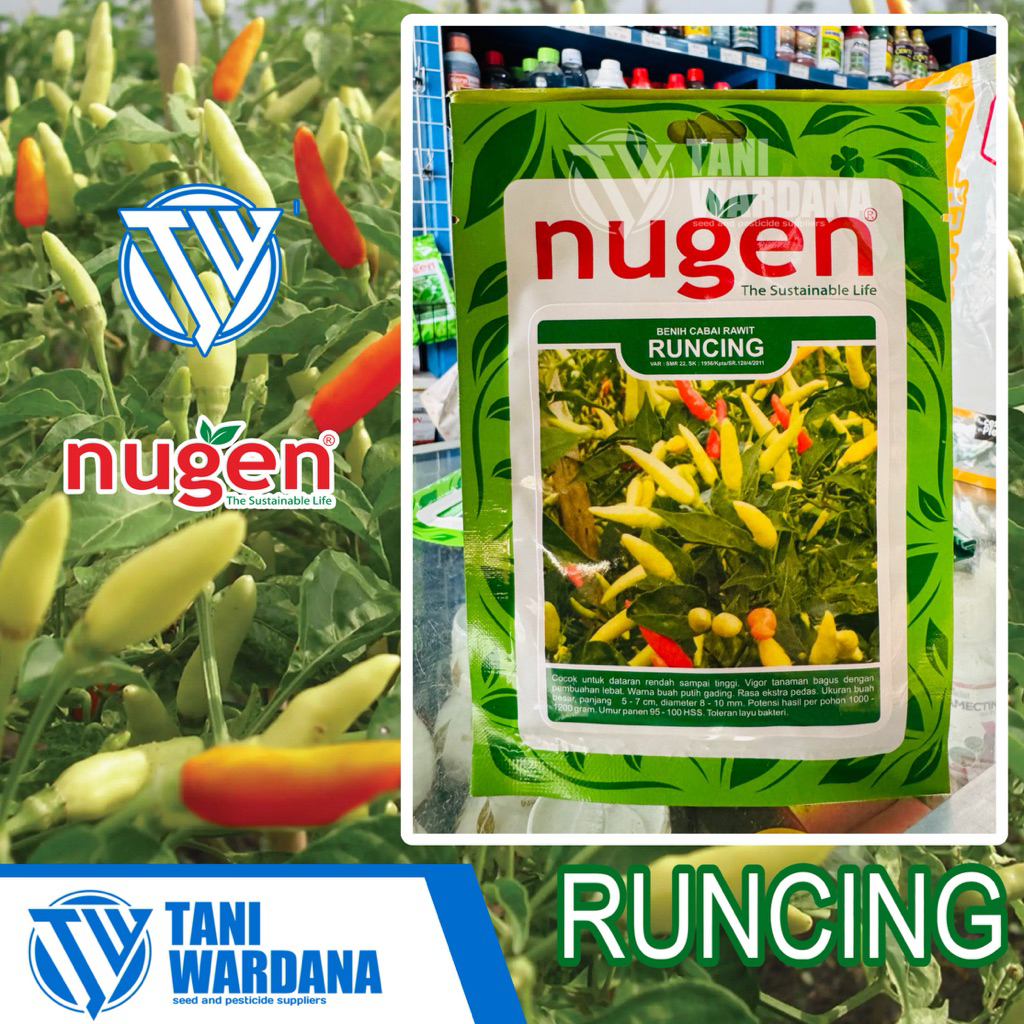 Runcing - benih Nugen cabai rawit