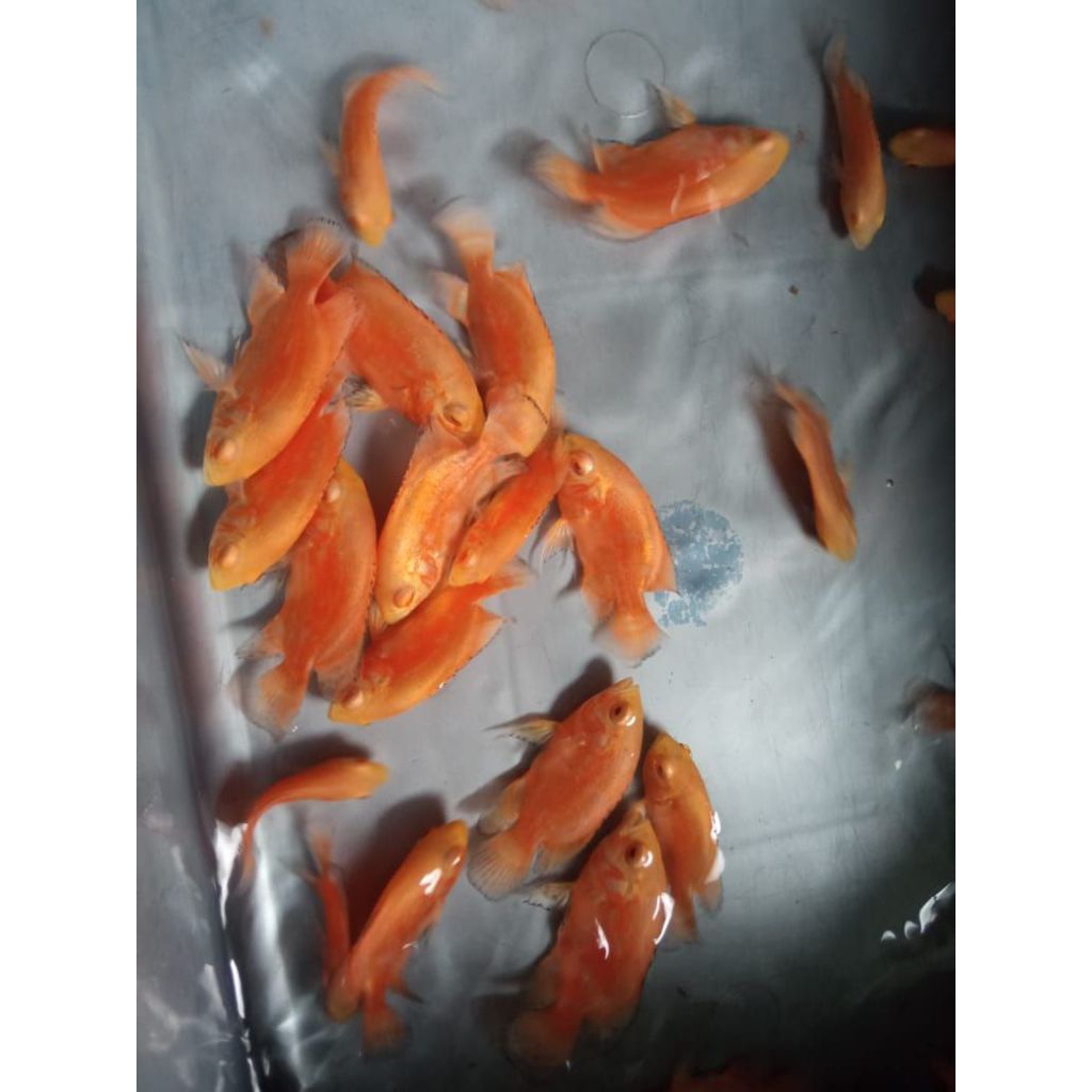 stiker oscar paris albino