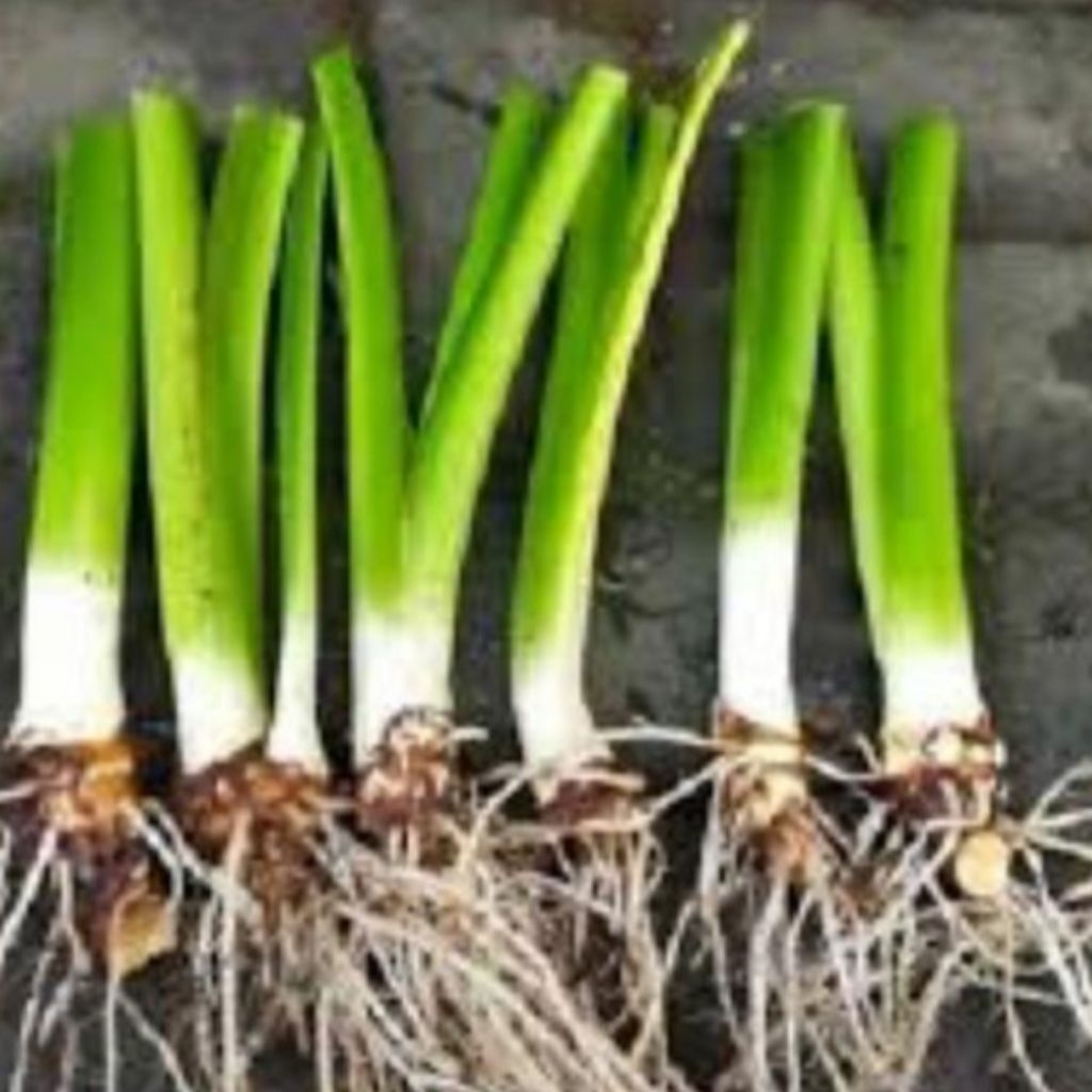 

20, bibit talas pulen talas kimpul talas legok gombong