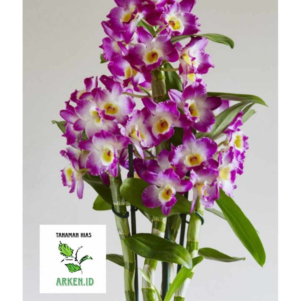 Anggrek Dendrobium Nobile Dewasa new