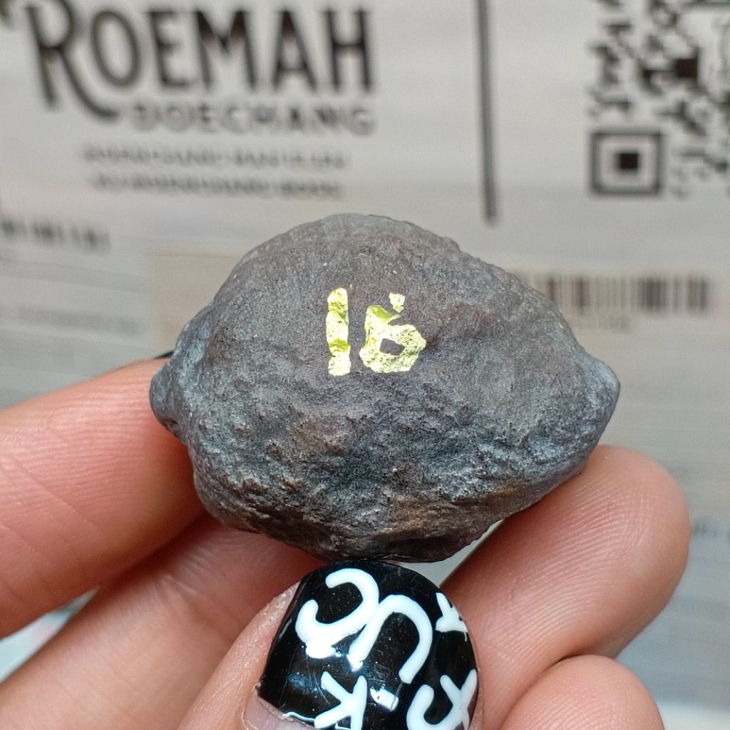 Muncang Adu Manohara Childs kode 16