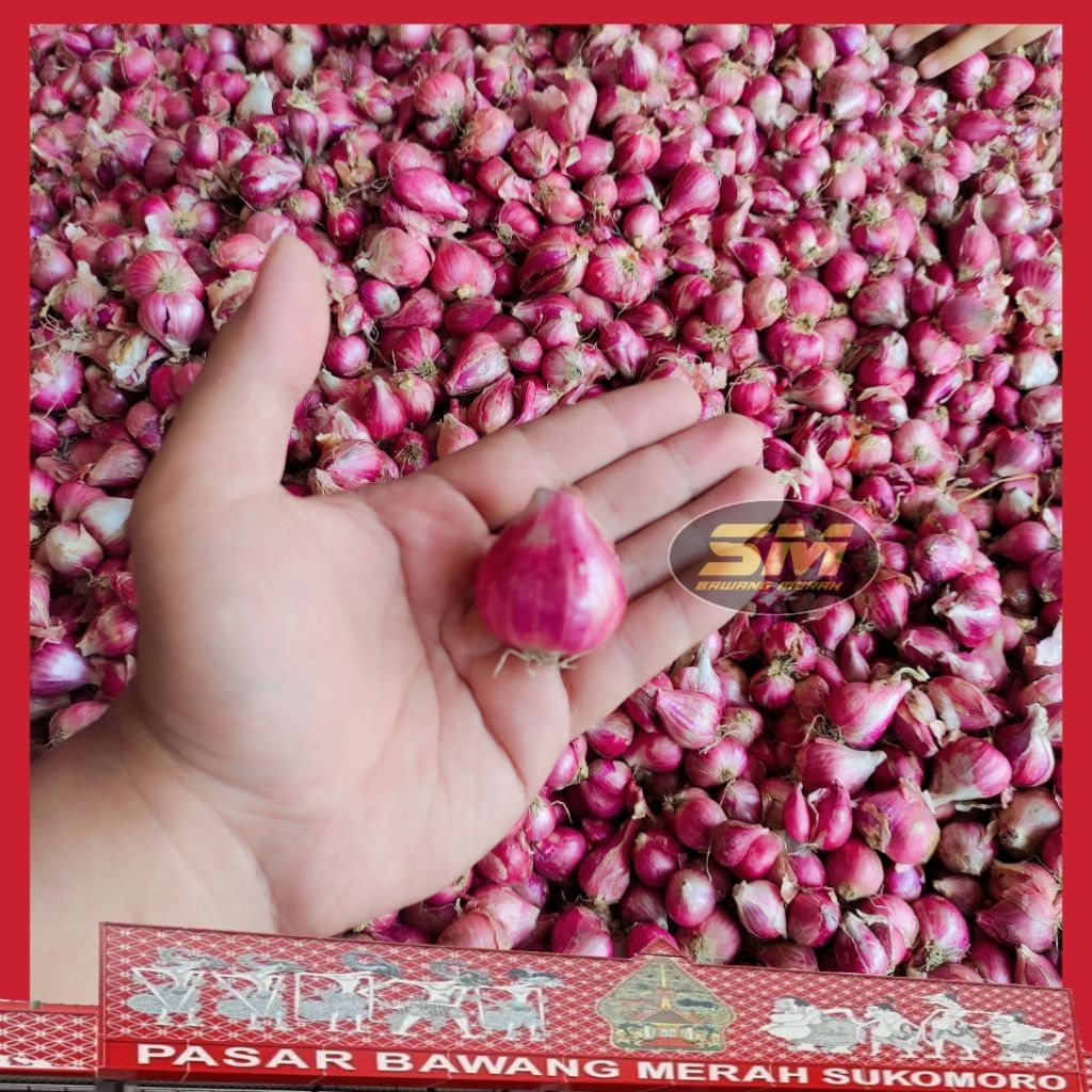 

BAWANG MERAH MURAH ASLI NGANJUK BERKUALITAS