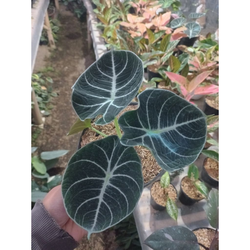 Tanaman Hias Alocasia Black velvet ninja