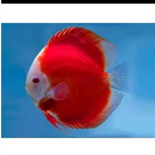DISCUS RED MELON UKURAN 2,5 INCH