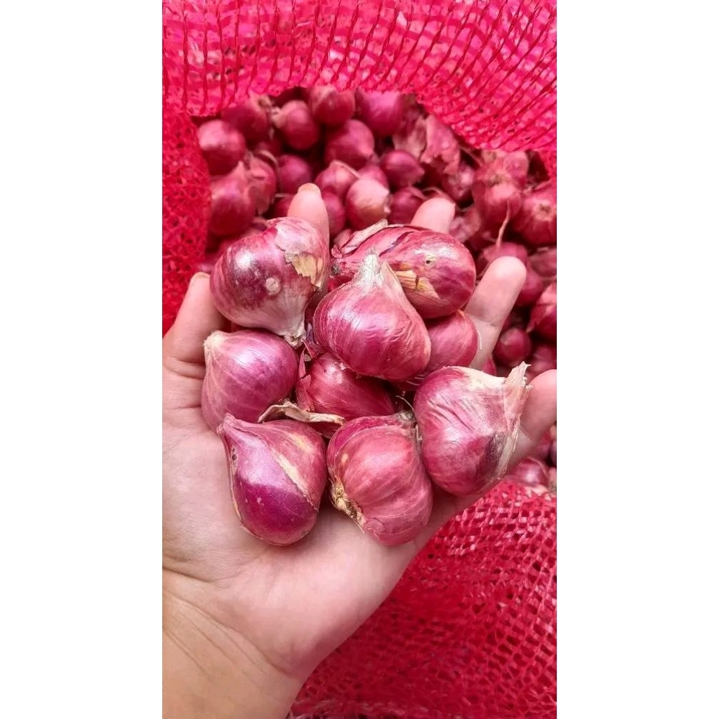 Bawang merah Probolinggo super - bawang merah super