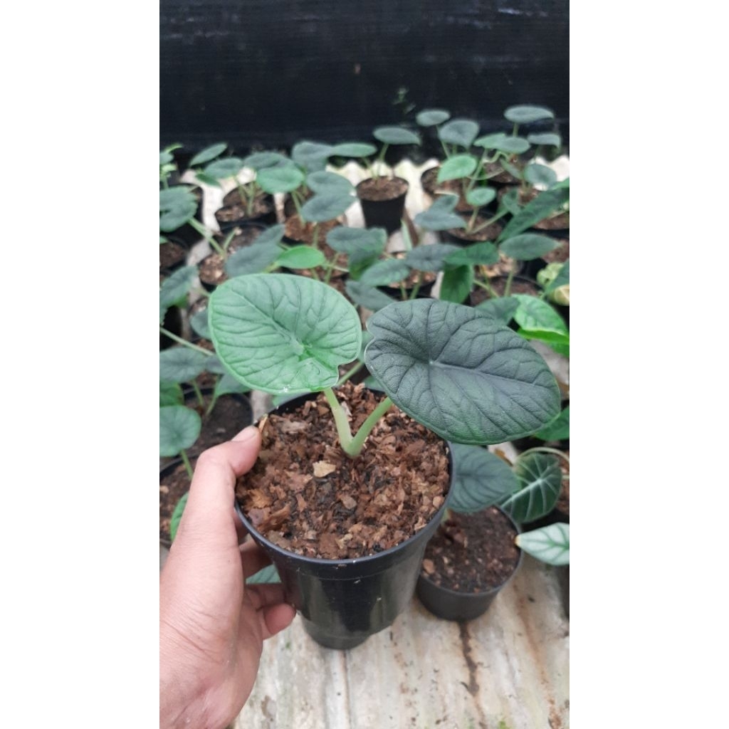 Tanaman hias Alokasia | Alocasia Melo Badak | Rhino skin | tanaman remaja
