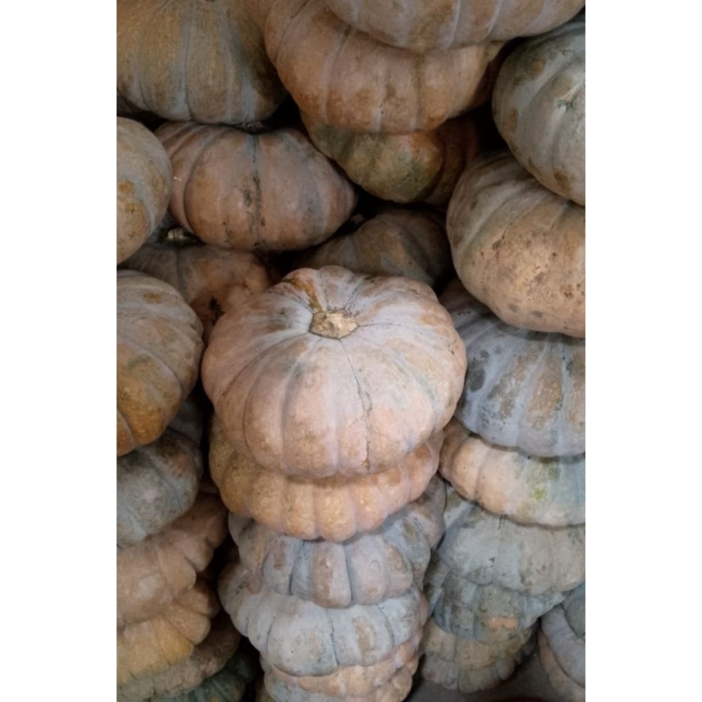 

Labu Kuning Besar Segar Fresh Buah Sayur ASEV ( 2kg - 3kg )