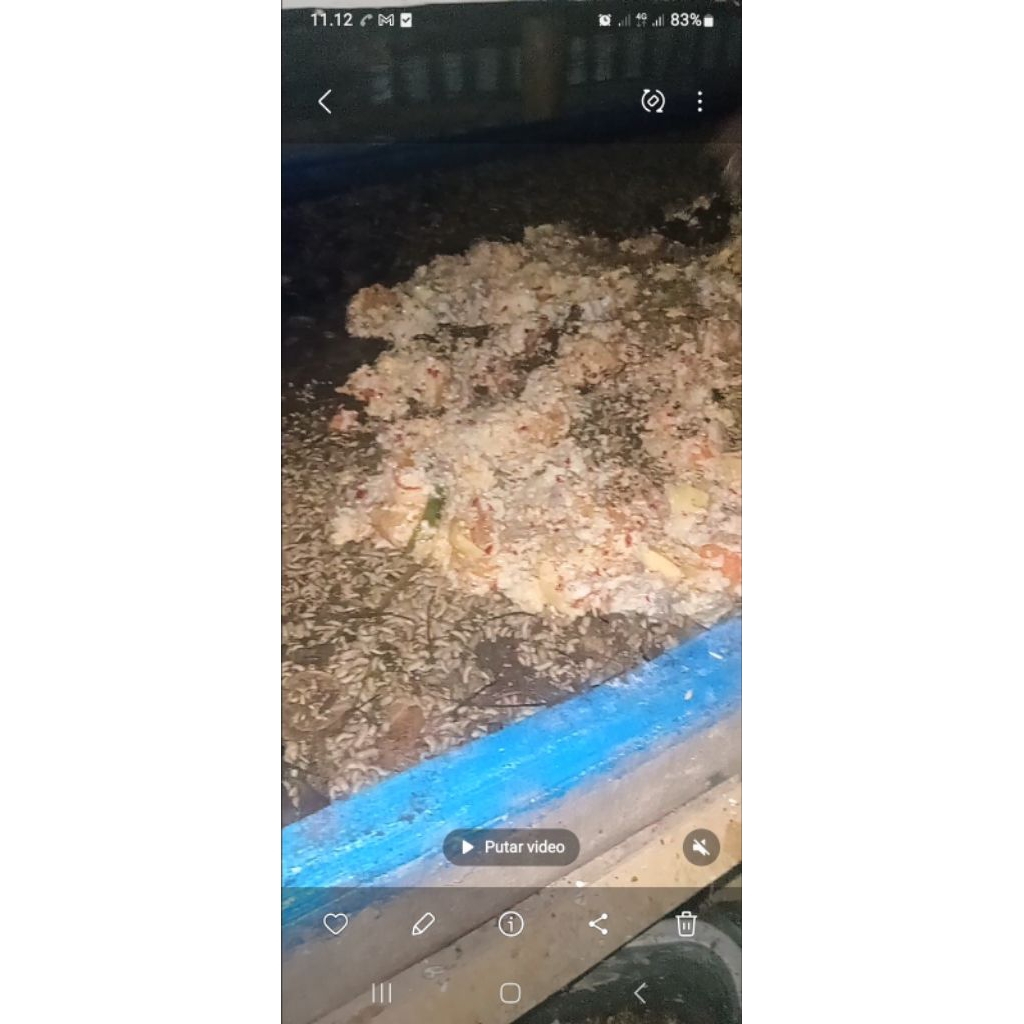 Maggot Fresh Hidup || Paket Maggot Fresh Hidup 10kg