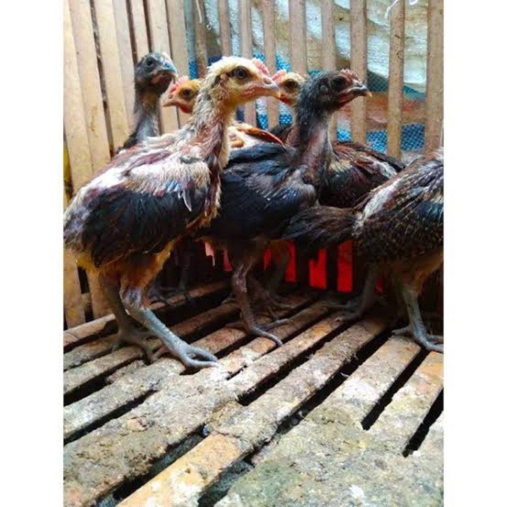 ayam pelung anak Gret A pilihan