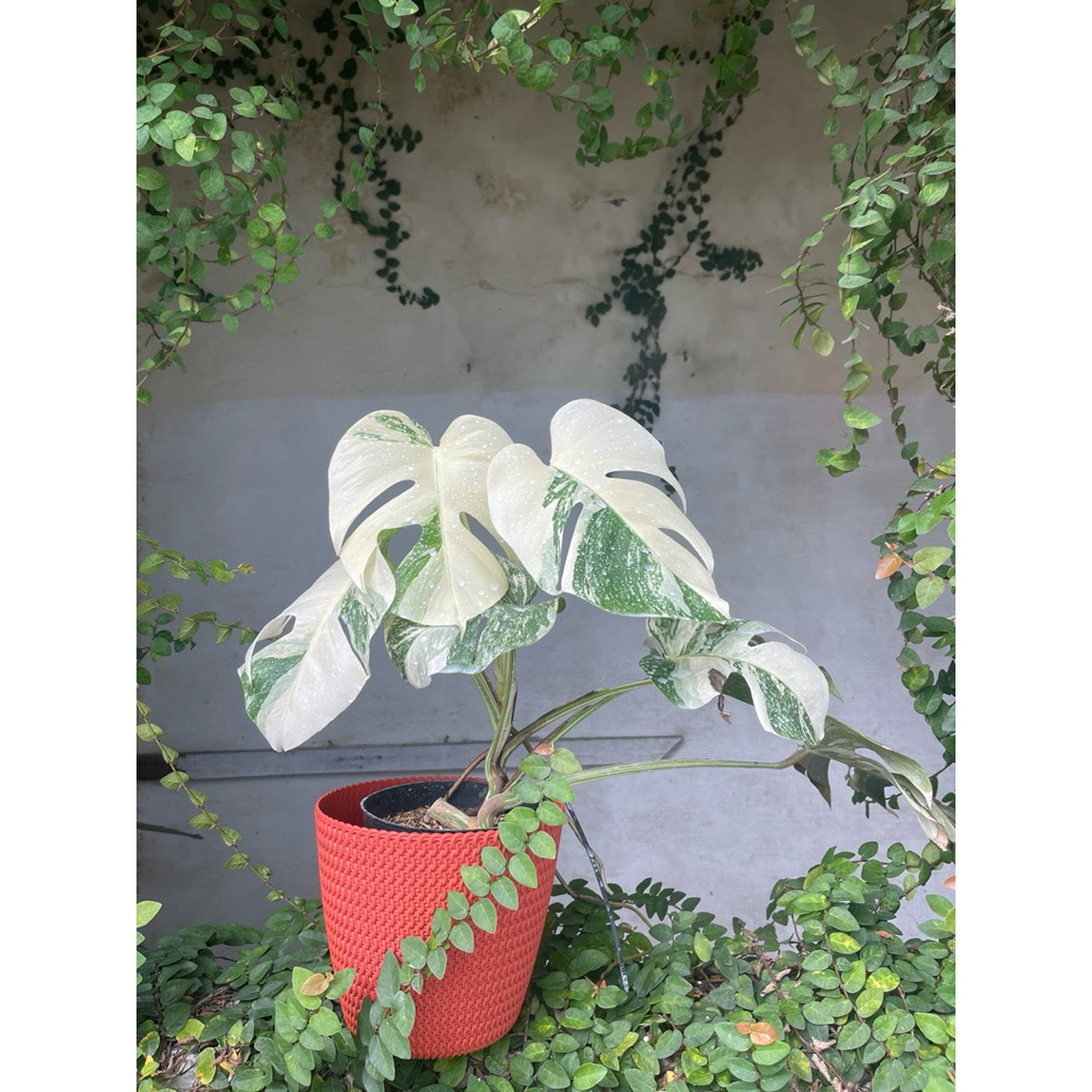 Monstera Varigata White Tiger
