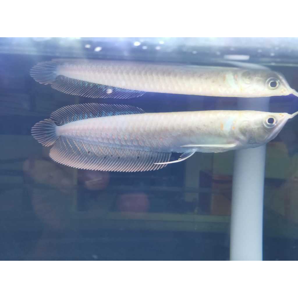 Zeng Aquatic Arwana Brazil Albino Silver Arowana Eksotis  Predator Aquarium Elegan & Langka