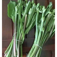 

SAYUR DAUN GENJER SEGAR 1 IKAT