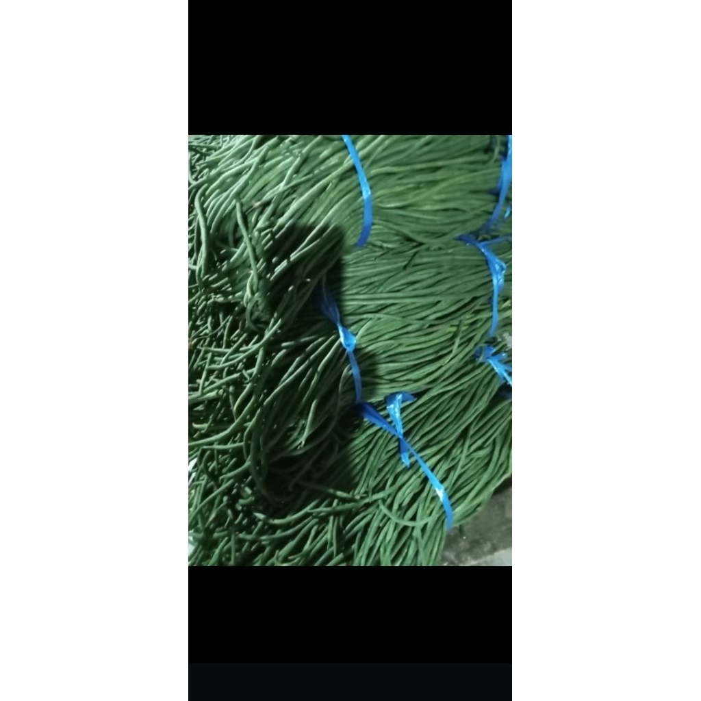 

kacang panjang fresh dari petani