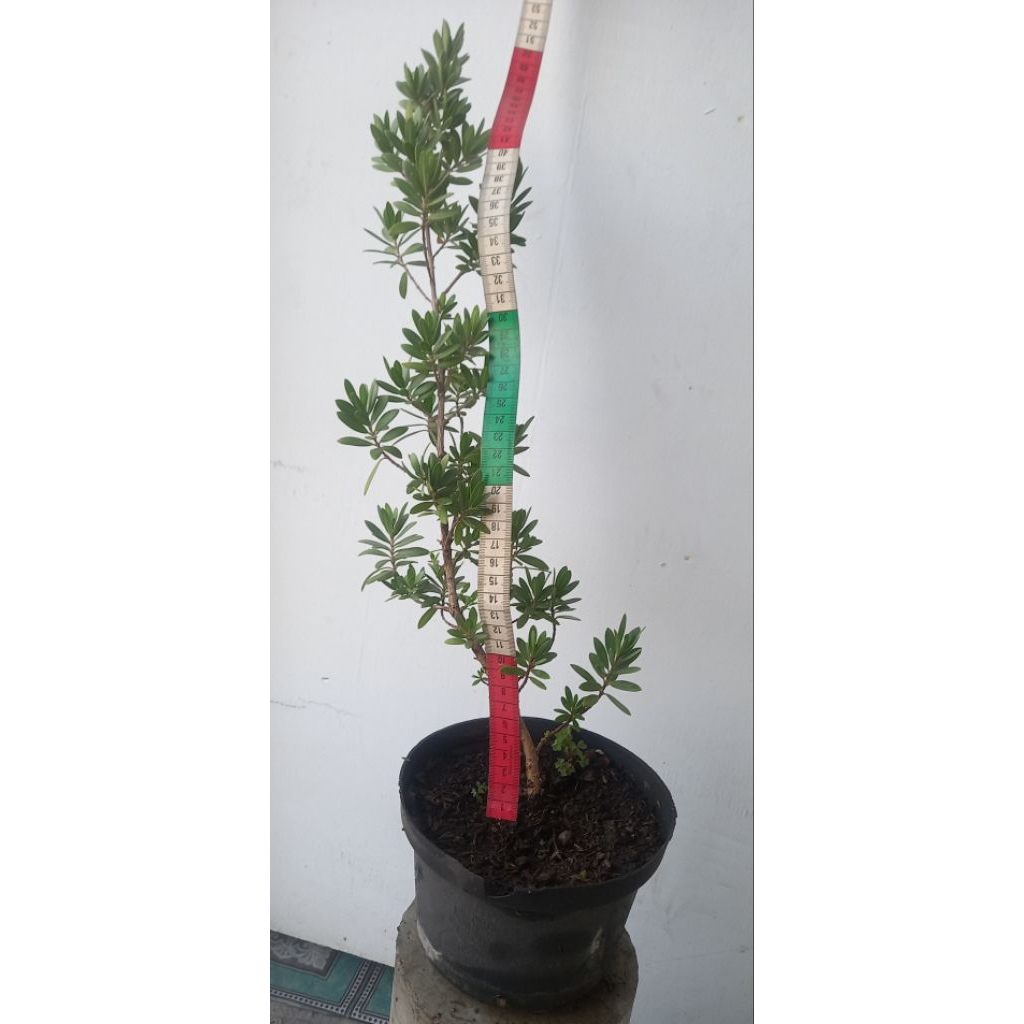 bonsai santigi