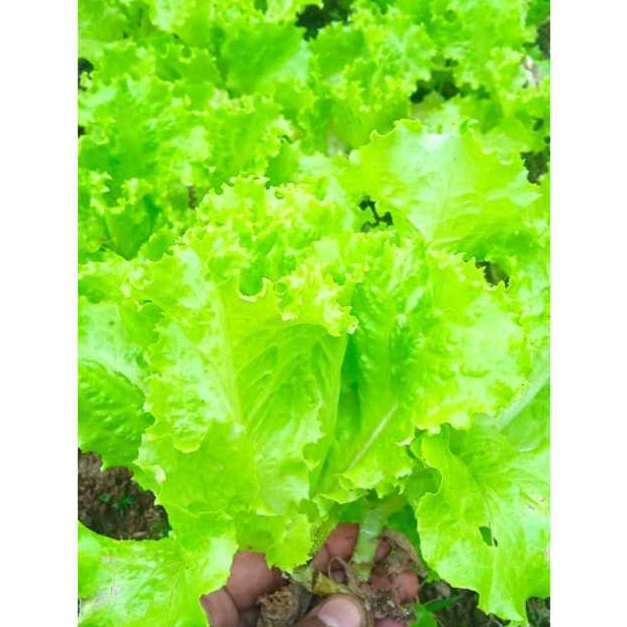 

Selada Sayur Segar Siap Konsumsi