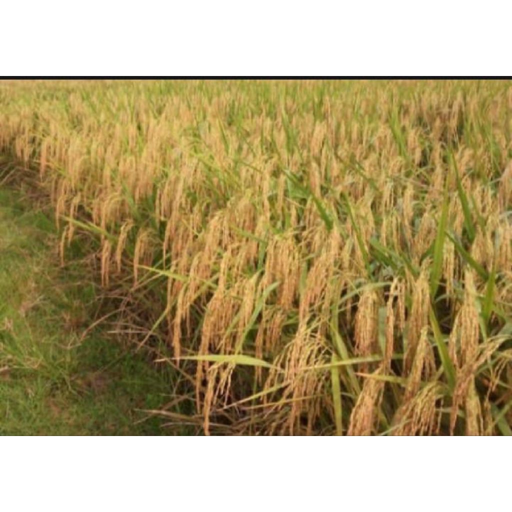 BENIH PADI IR 64 GENCER