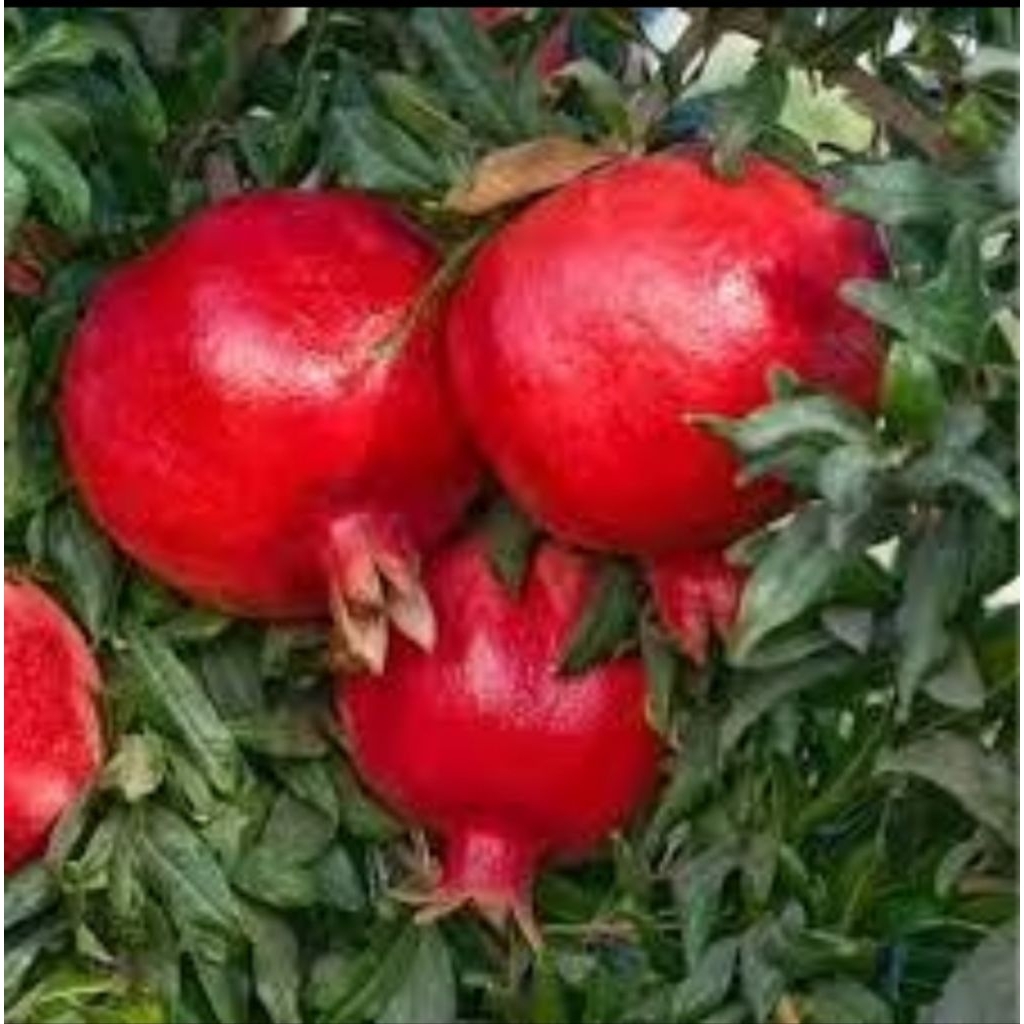 BIBIT DELIMA MERAH JUMBO(CEPAT BERBUAH)